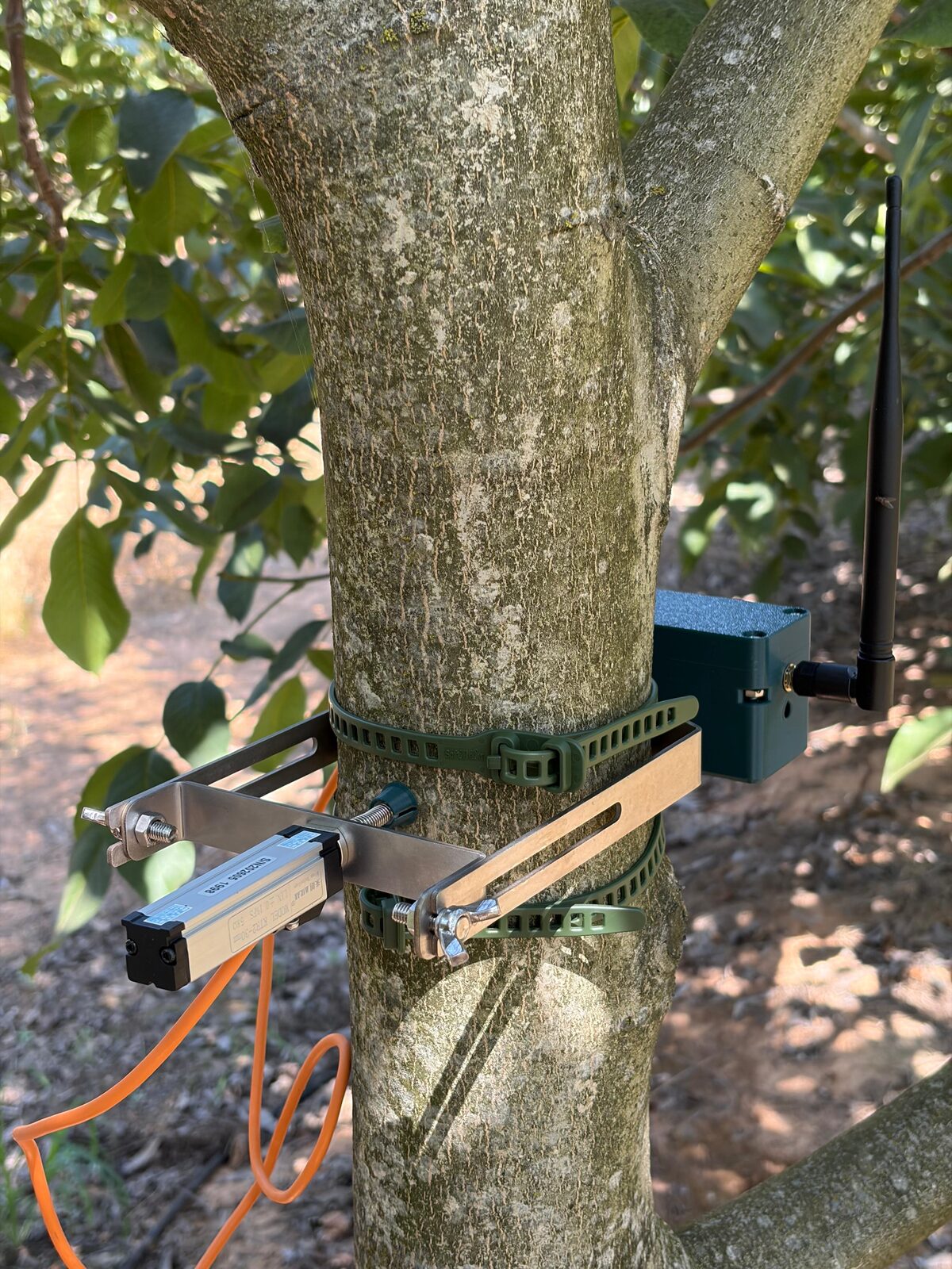 TreeKiT displacement sensor on its bracket, with the logger box beside it, strapped to a tree trunk