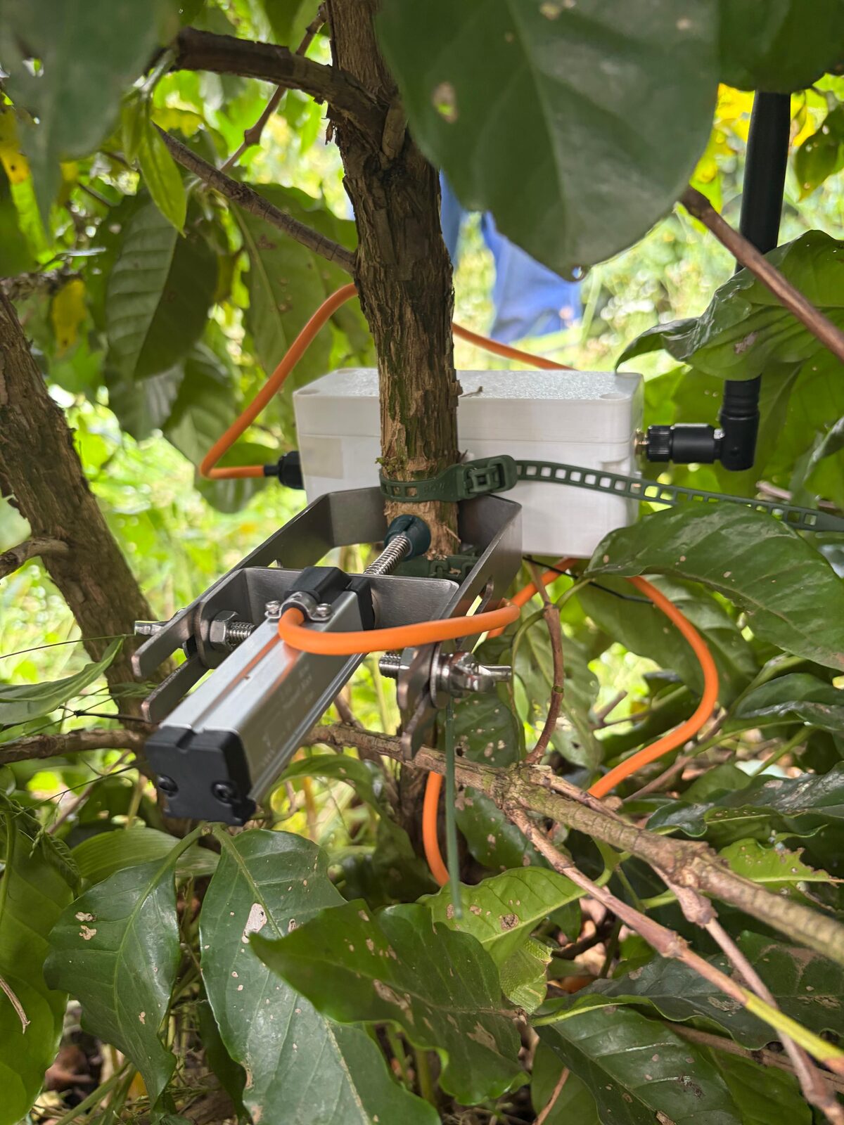 TreeKiT sensor on a small bracket, with the logger box behind it