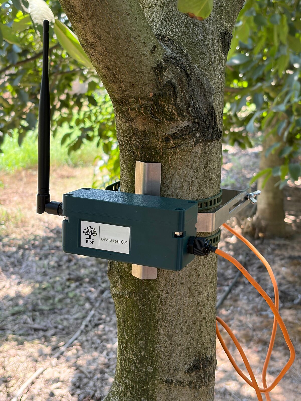 TreeKiT logger box with antenna and sensor cable strapped to a tree trunk