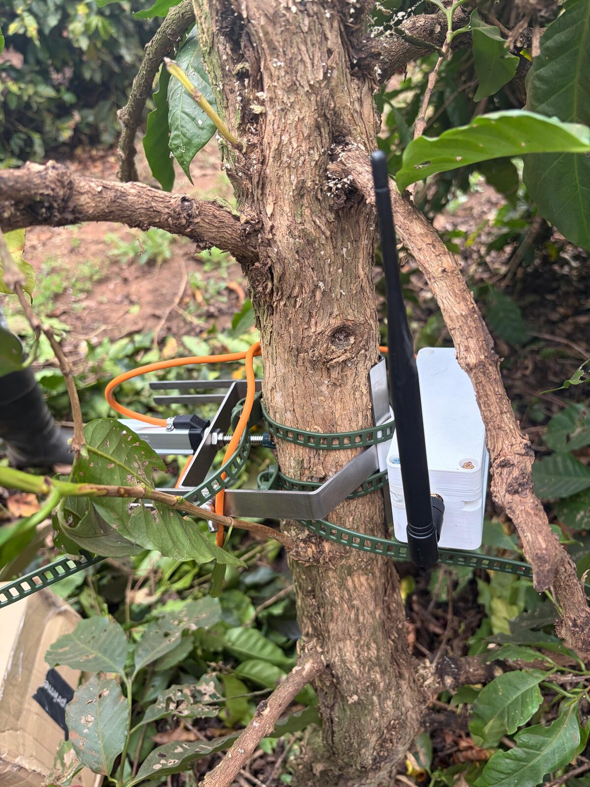 TreeKiT sensor and logger box strapped to a tree trunk
